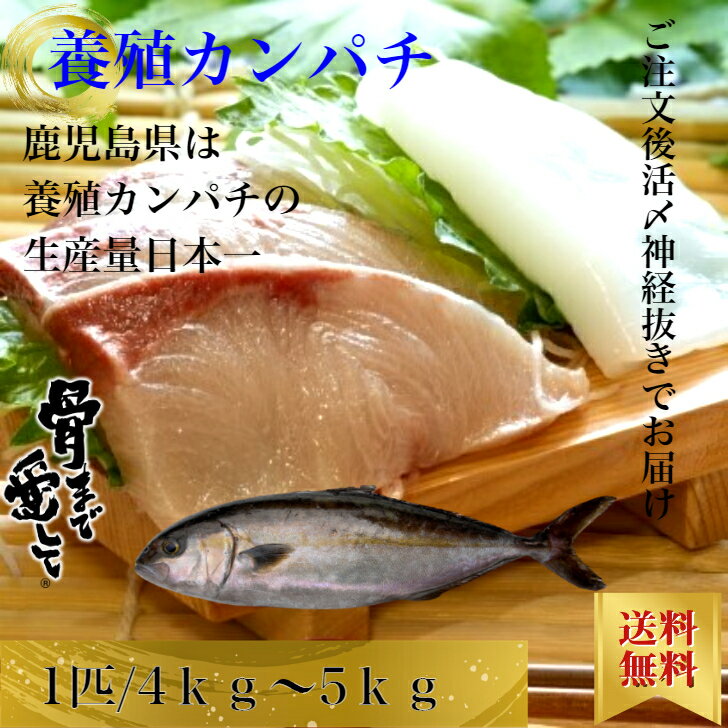 養殖かんぱち カンパチ 1尾約4kgから5kg 鹿児島県産　送料無料 贅沢 内臓、エラ付き　丸々1匹 ...