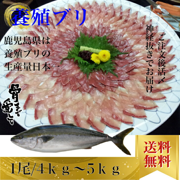 ブリ ぶり 1尾約4kgから5kg 内臓、エラ付き 鰤しゃぶ 刺身 お取り寄せグルメ プレゼント ギフト セット..