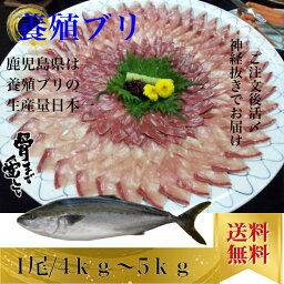 ブリ ぶり 1尾約4kgから5kg 内臓、エラ付き 鰤しゃぶ 刺身 お取り寄せグルメ プレゼント ギフト セット おつまみ 結婚祝い 出産祝い 誕生日プレゼント 食品 食べ物 福袋 内祝い 高級 海鮮 詰め合わせ ホワイトデー 北海道、沖縄は1000円加算し、ご請求いたします。