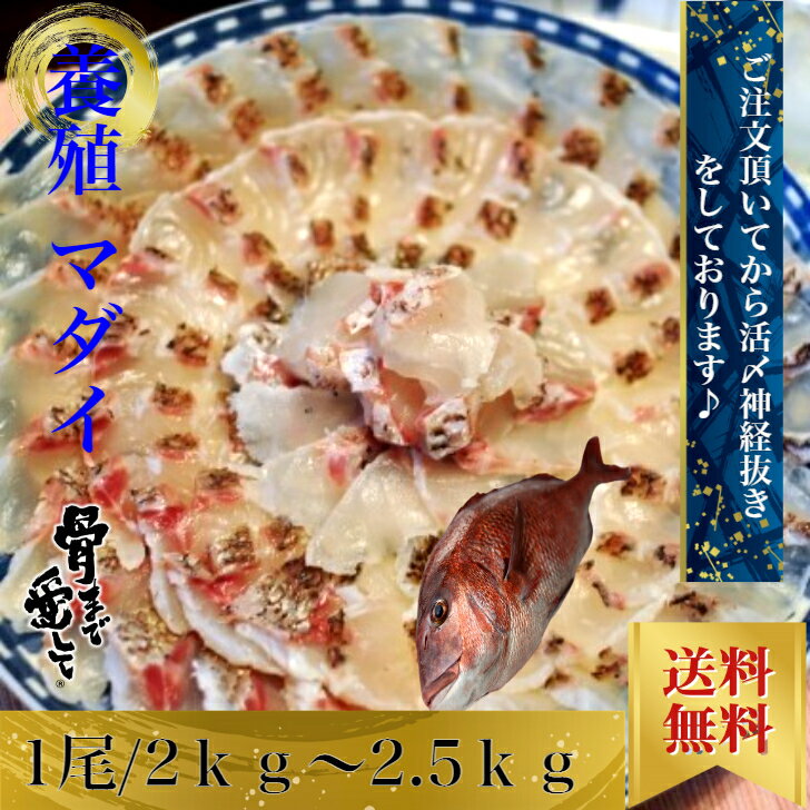 養殖真鯛 マダイ タイ 1尾約2kgから2.5k 鹿児島県産 送料無料 お取り寄せ グルメ プレゼント ギフト セット おつまみ 結婚祝い 出産祝い 誕生日プレゼント 食品 食べ物 福袋 内祝い 高級 海鮮 詰め合わせ ホワイトデー 北海道、沖縄は1000円加算しご請求いたします。