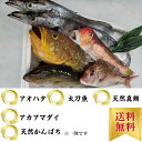 鮮魚BOX 約5kg時期により内容に変化あり。鹿児島県産 送料無料 お取り寄せ グルメ プレゼント ギフト セット おつまみ 結婚祝い 出産祝い 誕生日プレゼント 食品 食べ物 福袋 高級 海鮮 詰め合わせ 冷凍 ホワイトデー お返し 北海道、沖縄は1000円加算し、ご請求致します。