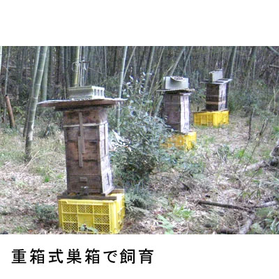 国産蜂蜜 日本蜜蜂 幻のはちみつ 600g ニホンミツバチ はちみつ ハチミツ 結晶蜜 非加熱 純粋 2022年 アーユルヴェーダ