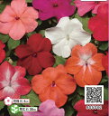 【100円均一】インパチェンス スーパーエルフィン(苗) 9...
