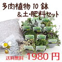 ☆送料無料☆【当店農場生産】とってもかわいい多肉植物＆セダムの苗10鉢＋多肉植物＆セダム用の土...