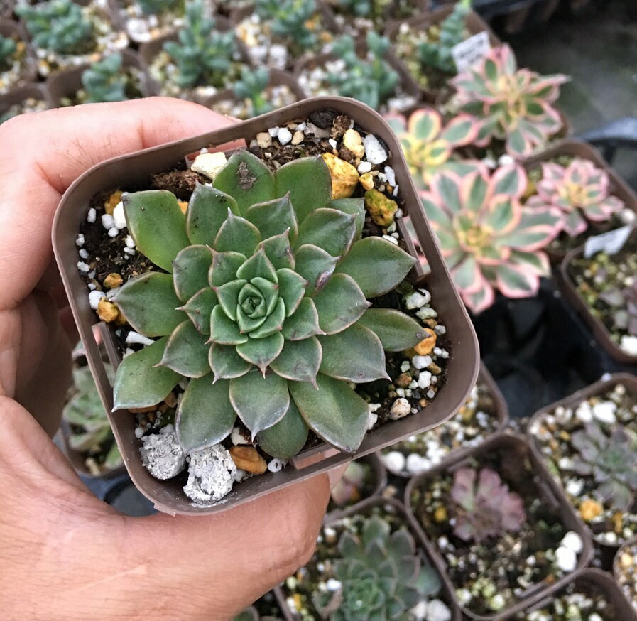 【当店農場生産】多肉植物 グラプトペタルム ベルム 7.5センチポット苗のサムネイル