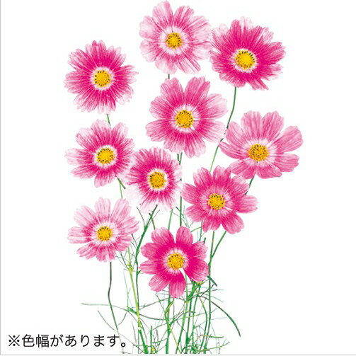 【当店農場生産】コスモス ハッピーリング（苗）9センチポット苗 鉢植えの栽培にも最適♪のサムネイル