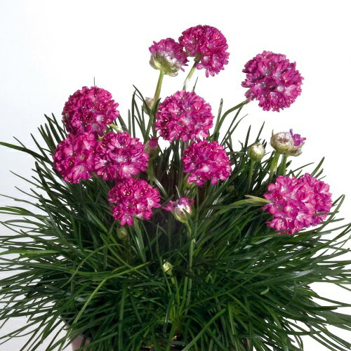 独特の花が魅力 アルメリアの育て方 種まきから花の増やし方まで徹底解説 暮らし の