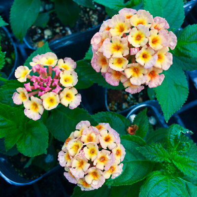小さい花36選 密集して咲いている白やピンクのかわいい花々をご紹介 Botanica 小さい花36選 密集して咲いている白やピンクのかわいい花々をご紹介 Botanica