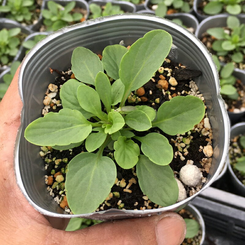 ビオラの育て方ガイド 長く咲かせる栽培のコツとお手入れ方法をご紹介 暮らし の