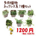 【当店農場生産】多肉植物 ネックレス系7種セット...