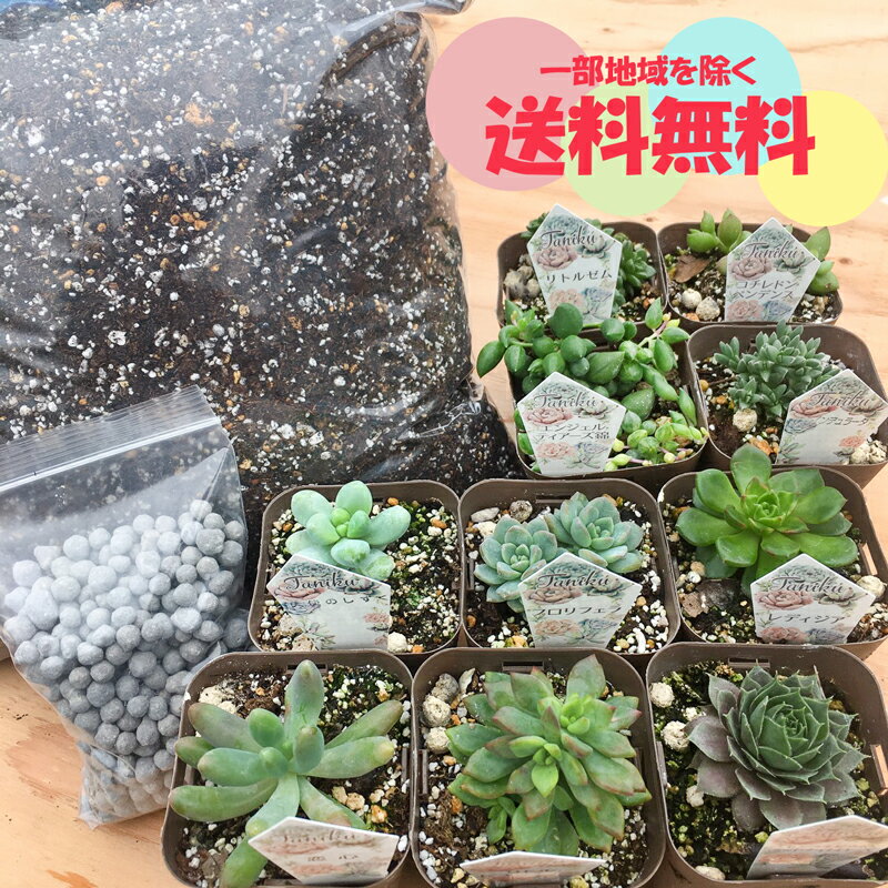 送料無料 当店農場生産 とってもかわいい多肉植物 セダムの苗10鉢 多肉植物 セダム用の土5l 肥料のお試しセットのレビュー クチコミとして参考になる投稿30枚 Roomclip ルームクリップ