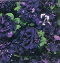 【当店農場生産】八重咲きペチュニア ダブルカスケード ブルー（花なし苗） 9センチポット苗 毎年咲く強いペチュニア！耐寒性宿根草♪