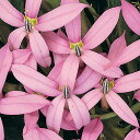 【当店農場生産】イソトマ ピンク 9センチポット苗 かわいい花が咲きます 