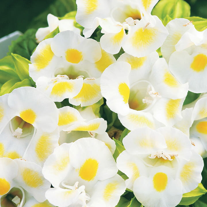 【当店農場生産】トレニア レモンドロップ 9センチポット苗 夏に強く長く咲く！のサムネイル