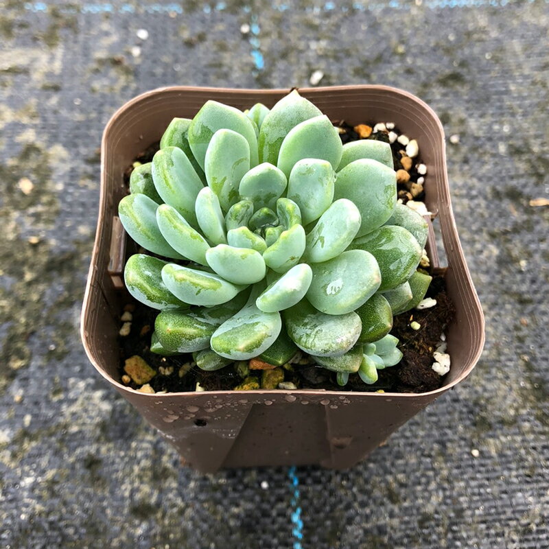 【当店農場生産】多肉植物エケベリアラウ1657.5センチポット苗