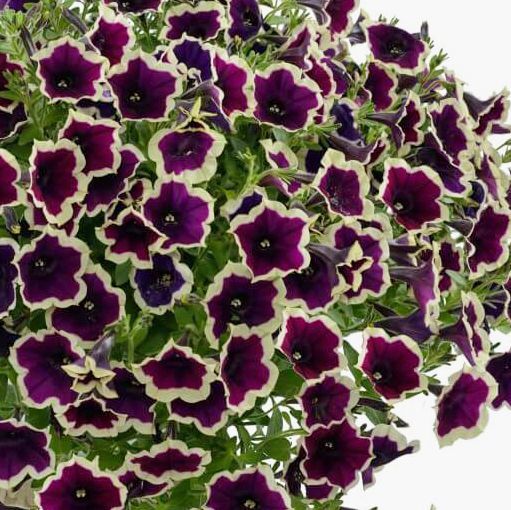 【当店農場生産】ペチュニア カスカディアス リムマジェンタ（花なし苗） 9センチポット苗のサムネイル