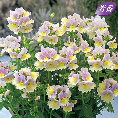 【当店農場生産】フレグランスネメシア ピンクレモネード 9センチポット苗 宿根 半耐寒 芳香のサムネイル