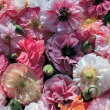 【当店農場生産】ポピー天使の歌声9センチポット苗薄い花びらの美しい花が咲きます☆