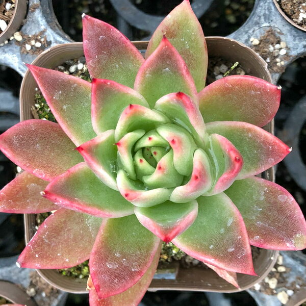 【当店農場生産】多肉植物 エケベリア アガボイデス 7.5センチポット苗のサムネイル