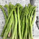 【規格外】鳥取県産グリーンアスパラガス 訳あり品2kg!クール便送料無料!細・曲がり・傘開きあり