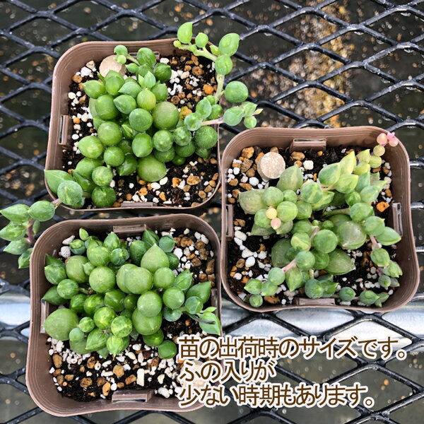 【当店農場生産】多肉植物 セネシ