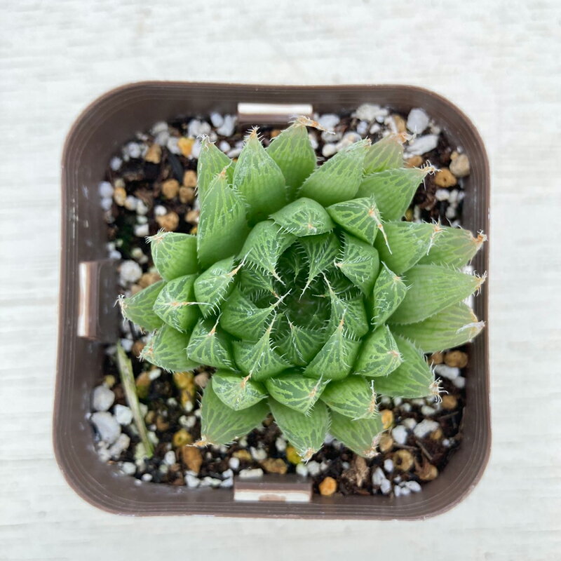 【当店農場生産】多肉植物 ハオルチア 青雲の舞 7.5センチポット苗