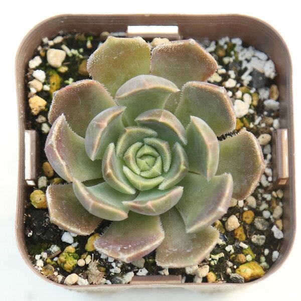【当店農場生産】◆多肉植物 エケベリア ブラウンローズ 7.5センチポット苗のサムネイル