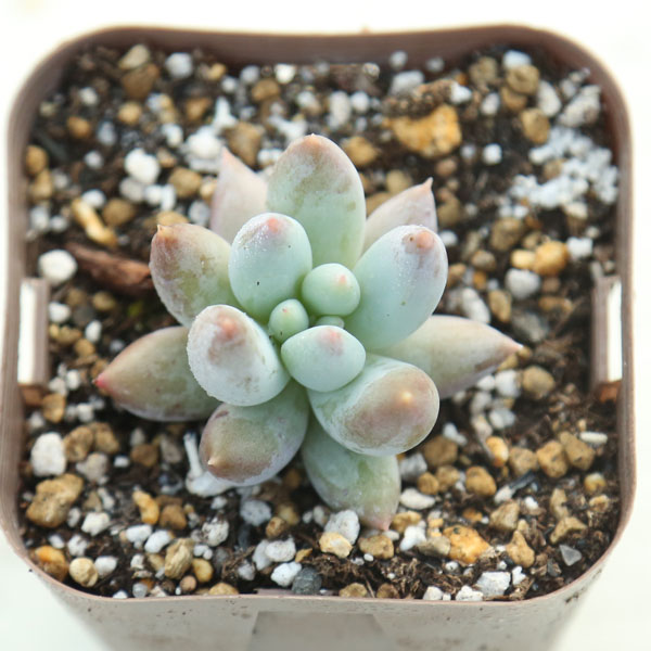【当店農場生産】●多肉植物 パキベリア エンジェルスフィンガー 7.5センチポット苗のサムネイル