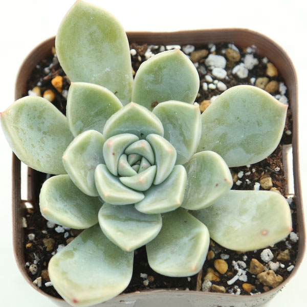 【当店農場生産】多肉植物 エケベリア ピンクレディ 7.5センチポット苗のサムネイル