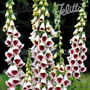 【当店農場生産】ジキタリス エルシーケルシー 9センチポット苗 鉢植えや花壇に最適！のサムネイル