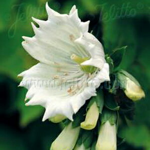 【当店農場生産】ジキタリス モンストローサ ホワイト 9センチポット苗 鉢植えや花壇に最適！