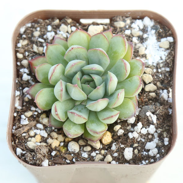 【当店農場生産】●多肉植物 エケベリア ドリームローズ 7.5センチポット苗のサムネイル