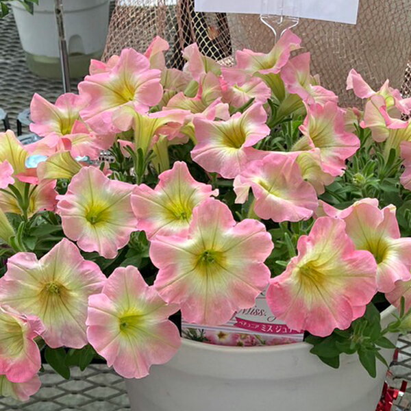 【当店農場生産】ペチュニア ミスジュディ（花なし苗） 9センチポット苗のサムネイル