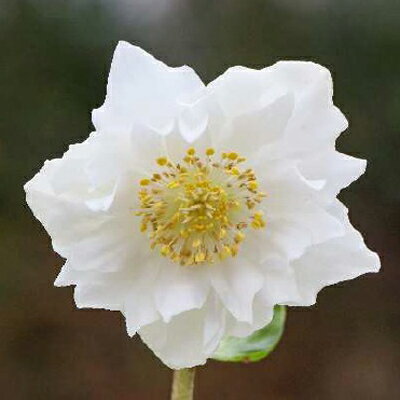 【当店農場生産】クリスマスローズ VIV「エドワード」八重咲き 9センチポット苗のサムネイル