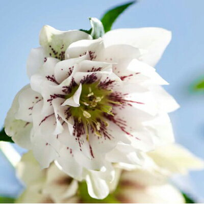 【当店農場生産】クリスマスローズ VIV「ドリーサ」八重咲き 9センチポット苗のサムネイル