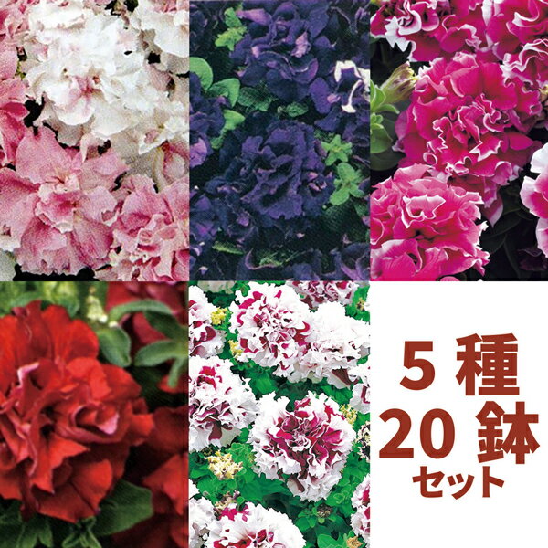 【当店農場生産】八重咲きペチュニア5種類20鉢セット（花なし苗）（オーキッドミスト/バレンタイン/ブルー/パープル/ローズ）3/24更新のサムネイル