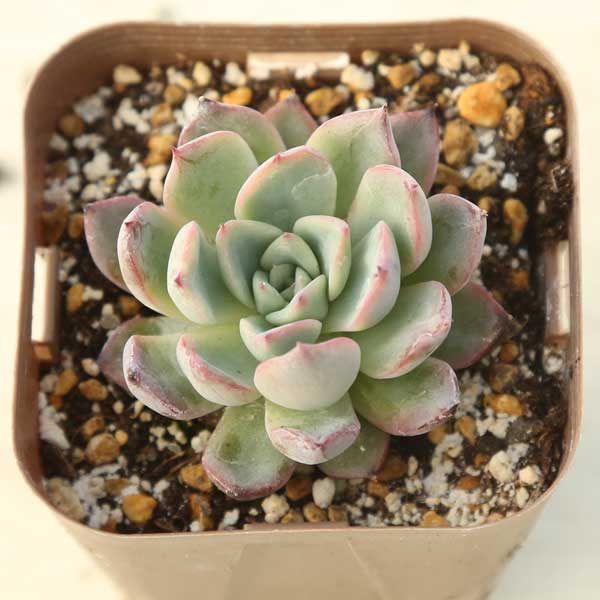 【当店農場生産】多肉植物 エケベリア アランフェス 7.5センチポット苗のサムネイル