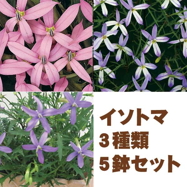 【当店農場生産】イソトマ 3種類5鉢セット 9センチポット苗 かわいい花が咲きます♪5/1更新のサムネイル