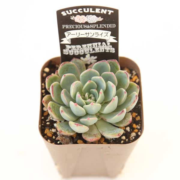 【当店農場生産】多肉植物 エケベリア アーリーサンライズ 7.5センチポット苗 J6011