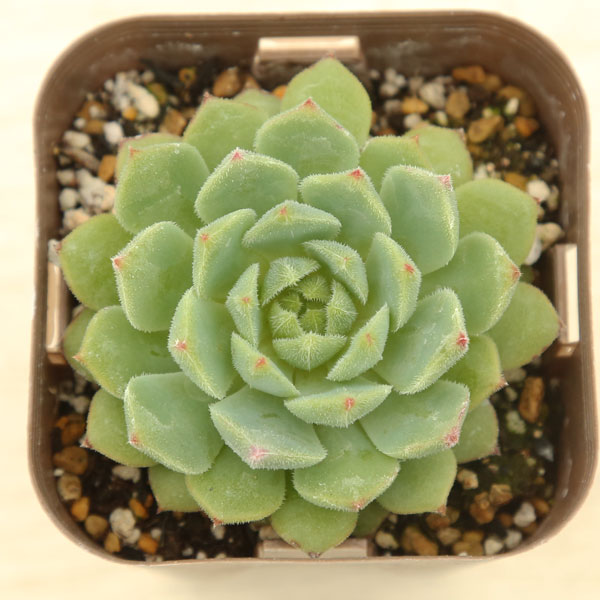 【当店農場生産】多肉植物 エケベリア デローサ 7.5センチポット苗のサムネイル