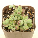 【当店農場生産】多肉植物 コチレドン ペンデンス 7.5センチポット苗 J7041