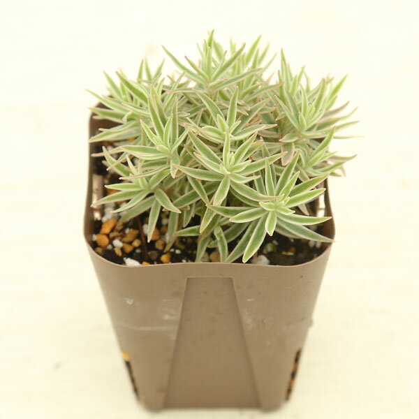 【当店農場生産】多肉植物 セダム リネアレバリエガータ（笹姫 覆輪万年草） 7.5センチポット苗 耐寒性のサムネイル