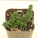 【当店農場生産】多肉植物 セダム 白花タイトゴメ 7.5センチポット苗 耐寒性