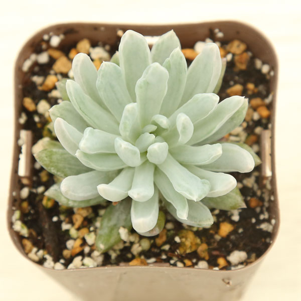 3商品購入P10倍!多肉植物 パキベリア 立田錦 7.5センチポット苗のサムネイル