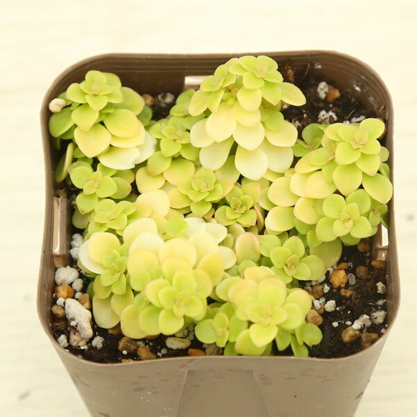 【当店農場生産】多肉植物 セダム 黄金丸葉万年草 7.5センチポット苗 耐寒性のサムネイル