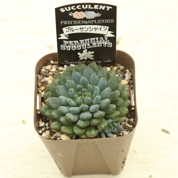 【当店農場生産】多肉植物 エケベリア ブルーサンシャイン 7.5センチポット苗 J6053