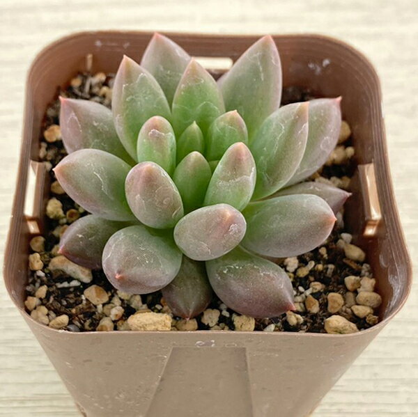 【当店農場生産】●多肉植物 エケベリア レッドドラゴンフライ 7.5センチポット苗のサムネイル