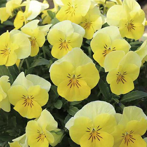【当店農場生産】ビオラ ももか れもん（花なし苗） 9センチポット苗 花壇や寄せ植えに♪のサムネイル