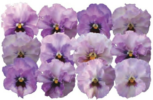 【当店農場生産】パンジー 夢見るパンジー すまいるしぇーど（花なし苗） 9センチポット苗 花壇や寄せ植えに♪のサムネイル