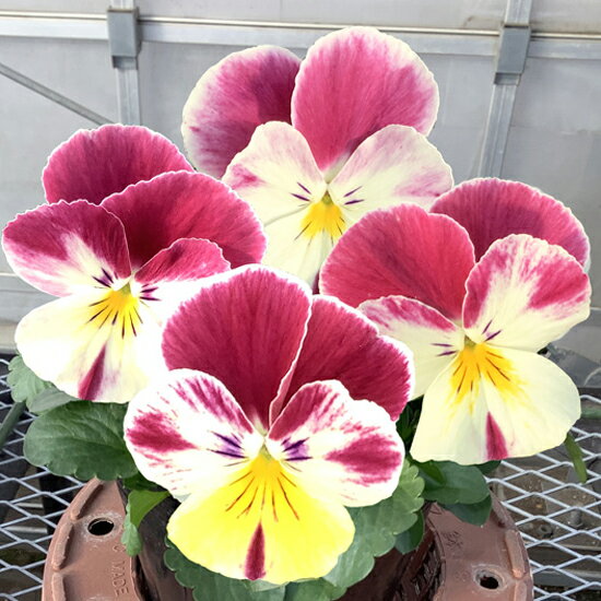 【当店農場生産】パンジー プティ・シャトン ローズブラン（花なし苗） 9センチポット苗 花壇や寄せ植えに♪のサムネイル